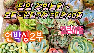 꽃빛다육농원,얼큰이다육40종5만,언박싱2부succulents plant 多肉植物