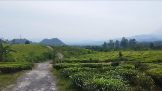 INDAHNYA PEMANDANGAN DI PERKEBUNAN TEH CIATER SUBANG