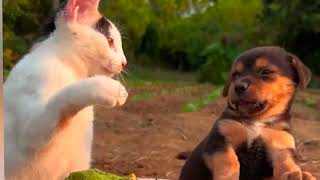 Funny dog and cat rection vedio 2023 #cute #dog #funny #comedy #cat