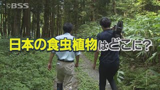 自由研究　植物編…「食虫植物」に注目！  科学編…「水性ペン」の不思議