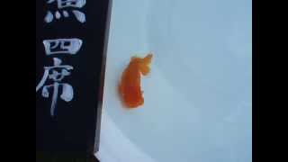 2011福山らんちゅう愛魚会当才一等魚