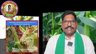 రబీ మొక్కజొన్నలో కత్తెర పురుగుని ఎలా అరికట్టాలి? వ్యవసాయ నిపుణులు చెప్పింది ఏంటి?అనేది క్లుప్తంగా