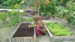 Menanam Sayur kangkung‼️Tips Menanam Sayur Kangkung Agar Panen Terus Menerus