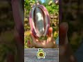 super strange fruit super big super delicious avocado s garden