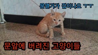 문 앞에 버려진 고양이들/cats abandoned in front of the house