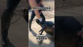 猪也能打电话，这辈子活的值了#搞笑配音 #搞笑 #搞笑视频