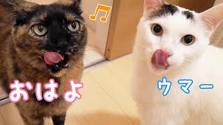 猫たちの朝のルーティンが変わりました…！