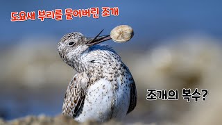 세상에 이런일이!! 도요새 부리를 물어버린 조개 .어부지리(漁父之利). shell that bite a snipe.