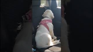 When A Golden Retriever Be Miffed At Shes Owner | #shorts