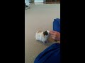 The Smartest Guinea Pig in the World