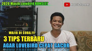 Novi Banjarnegara Berikan 3 Tips Terbaru dalam Mencetak Lovebird Gacor