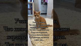 Ученые доказали что коты