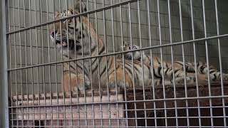 ヒューイくんを枕にするサーシャちゃん♪　アムールトラ　浜松市動物園にて　2022年8月20日 　 00243