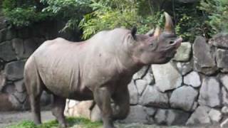 上野動物園ヒガシクロサイ_へんてこ！マロの唇