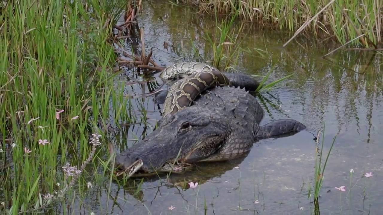 Everglades Florida Us Travel Video Hd Amazing Photos Of Everglades