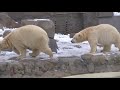 雪景色の中遊ぶホッキョクグマ~polar bears are playing in snow