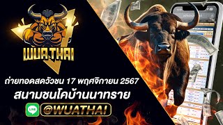 🔴ถ่ายทอดสด สนามชนโคบ้านนาทราย วันที่ 17 พฤศจิกายน 2567 #วัวชน