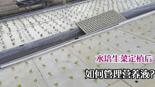 水培生菜定植后，如何管理营养液？还要注意根系