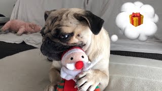 Omame the pug サンタさんに夢中のパグのおまめ