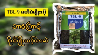 TBL-9 မတ်ပဲကိုဘာကြောင့်စိုက်ပျိုးသင့်တာလဲ,TBL-9 Black Gram 