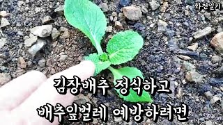 김장배추 정식하고 배추잎벌레 예방하려면 배추정식시기 배추정식간격 귀농 브이로그 화천일기