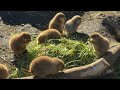 朝ご飯を食べるオグロプレーリードッグ【‎2025年‎1月11日】【上野動物園】