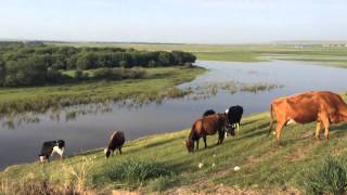 Cows Grazing at Hulunbuir Grassland (呼伦贝尔大草原)