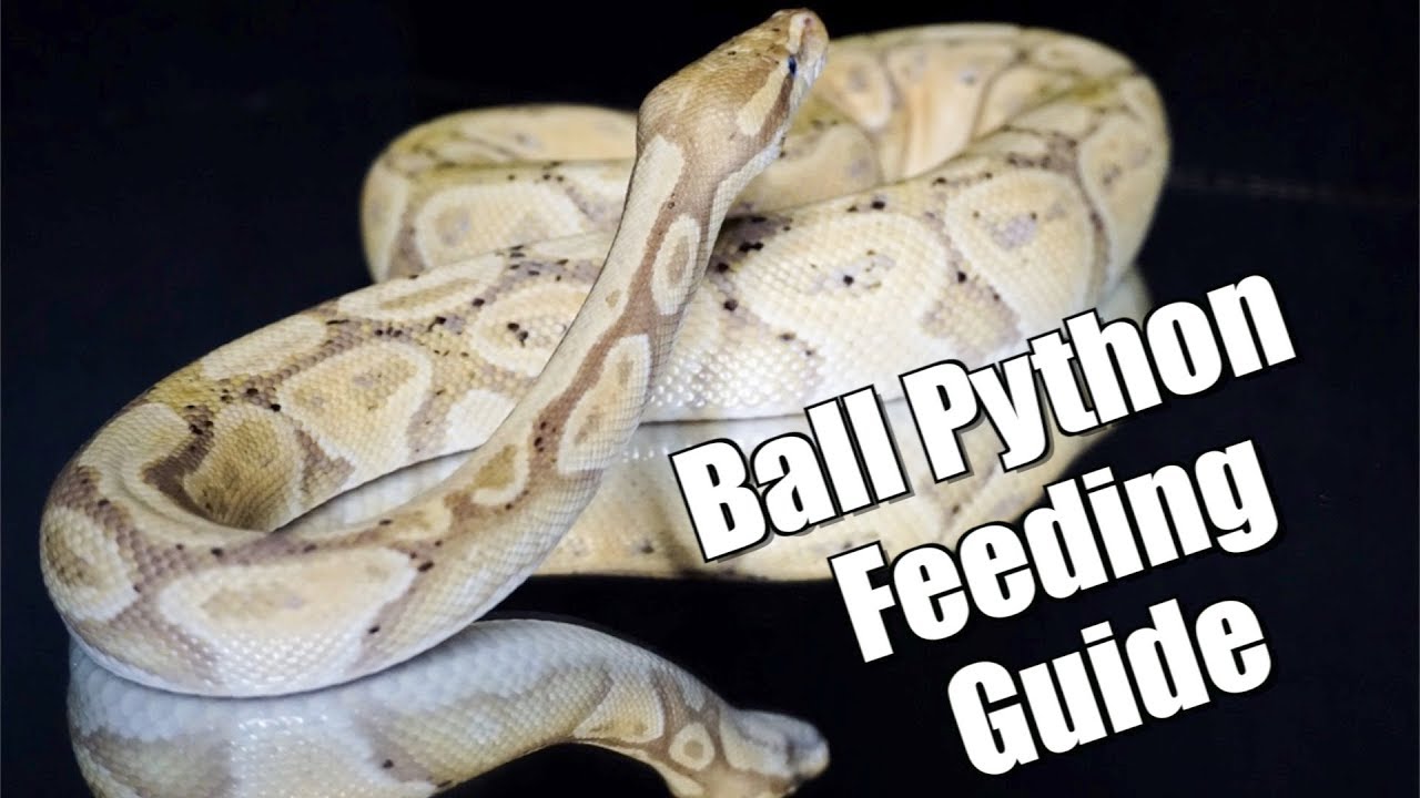 Ball Python Feeding Guide Youtube