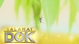 Salamat Dok: Dengue rate in the Philippines