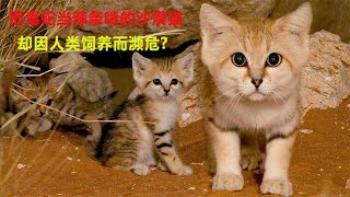 能一个月不喝水，把毒蛇当辣条啃的沙漠猫，却因人类饲养而濒危?