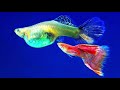 endler guppy vs common guppy which is better