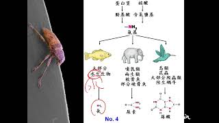 11101選修生物三ch3 2 02含氮排泄物的比較(二恭)