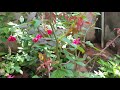 rose plant blooming tips ரோஸ் செடியில் அதிகம் பூக்கள் பூக்க