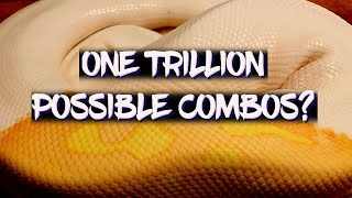 How many ball python combos are possible? Let's do the math!