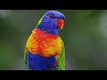 rainbow lorikeet calling 8d sound 30min. birds