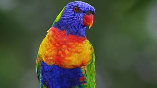 Rainbow lorikeet calling  8D Sound - 30min. Birds