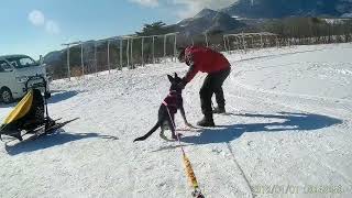 ジャーマンシェパード暁の初めての犬橇体験