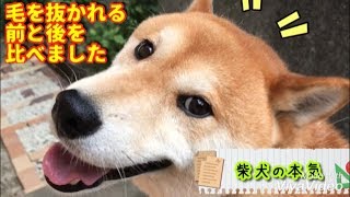 【柴犬】換毛期は終わってなかった！？まだ抜くんですか？と振り返る顔がかわいい柴犬の本気をご覧下さい。【shiba inu】