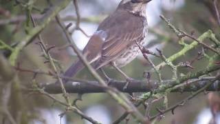 Dusky Thrush, Beeley, Derbyshire, 5/12/16