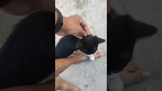 പെണ്ണിന് കൊഞ്ചൽ ഇത്തിരി കൂടുതലാ...#shorts #pets #animals #cats #smdvlogger