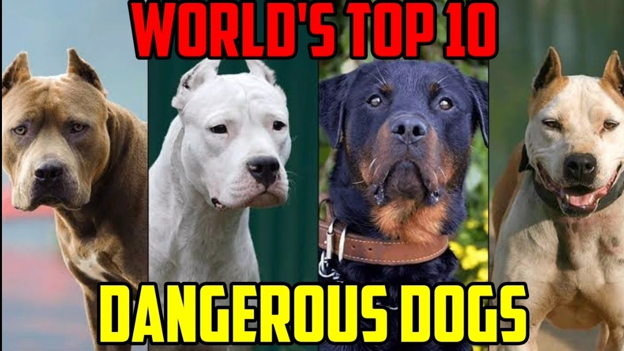 TOP 10 MOST DANGEROUS DOGS BREED IN THE WORLD - YouTube