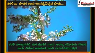 ತರಳಿಯ  ದೇವರ ಕಾಡು ಜೀವವೈವಿಧ್ಯದ ಬೀಡು....