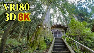 [ 8K 3D VR180 ] 五柱神社の大杉・樹齢400年・東京最大 The largest cedar tree in Tokyo at Itsuhashira shrine