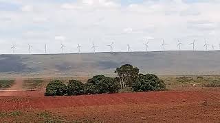 Safra de Feijão, totalmente perdida, na Região de Irecê Bahia.