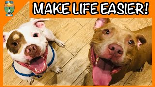 10 RV MUST HAVE Dog Products In UNDER 10 MINUTES!!