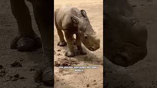 The most heartwarming rhino mother and baby#animals #rhino #heartwarming #friendship #shorts