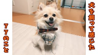 【犬を飼うということ】犬を飼って感じた７７のこと【あるある】