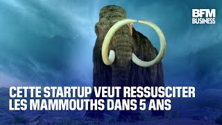 Cette startup veut ressusciter les mammouths dans 5 ans 🦣