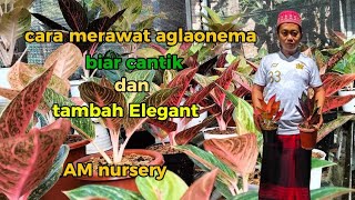 Cara Merawat Tanaman hias#Aglaonema biar cantik dan kelihatan Elegant