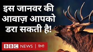 Wild Animal: America में पाए जाने वाले इस Barasingha की आवाज़ आपको डरा सकती है  (BBC Hindi)